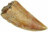 Serrated, Raptor Tooth - Real Dinosaur Tooth #224170-1